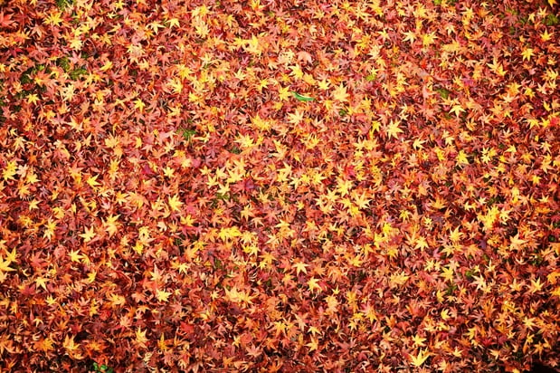 Fall leaves indicating the seasonal change in Kyoto, Japan..jpeg